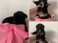 Готовятся к продаже щенки питбуля,родившиеся 7 января. Прекрасный подарок для ценителей породы! Остались 4 девочки один, фотография 3