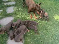Щенки добермана, фотография 6