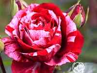 Роза Анри Матисс чайно-гибридная