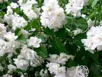 Чубушник букет блан