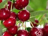 Вишня уральская рубиновая