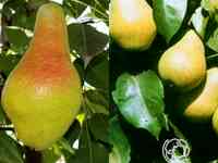 Груша 2 в 1: яковлевская/чижовская