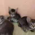 Отдадим котят в хорошие руки, фотография 3