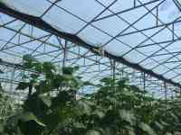 Теплица с выручкой от 6 млн. тенге в месяц!, фотография 2