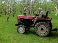 Продам яблоневый сад, фотография 8