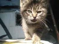 Отдам котят в заботливые руки, фотография 2