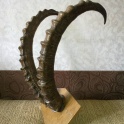 рога архара старые, фотография 2