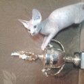 котята сфинксята, фотография 1