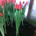 Шикарные тюльпаны к 8 марта!!!!, фотография 2