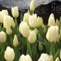 Тюльпаны по 160 тенге, фотография 1