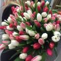 Тюльпаны доставка по Алматы