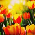 Купи тюльпаны по низким ценам!, фотография 2