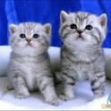 Продаются шотландские вислоухие котята