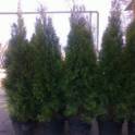 Туи Smaragd, сосны и саженцы плодовых деревьев, фотография 4