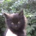 Котенок ищет дом!