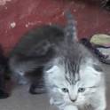отдам котят шотландской вислоухой кошки
