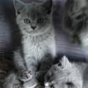 продажа британских короткошерстных котят с родословной, фотография 1
