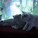 продажа британских короткошерстных котят с родословной, фотография 5
