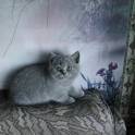 продажа британских короткошерстных котят с родословной, фотография 8