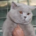 продажа британских короткошерстных котят с родословной