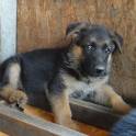 Продаются щенки немецкой овчарки с родословной, фотография 3