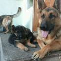 Щенки немецкой овчарки