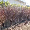 Саженцы вишни в Алматы, опт.розница.
