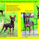 Продам щенков русского тоя