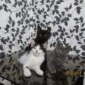 Отдам котят, фотография 1