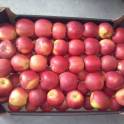 яблоки польские только оптом, фотография 1