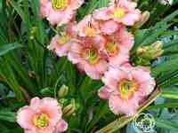 Лилейник элегант кэнди