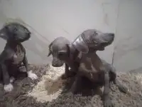 Продам щенков ксоло, фотография 7