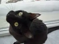 Черная кошка даром