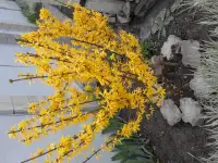 Садовые деревья цветущие и ягодные кустарники цветы многолетки, фотография 11