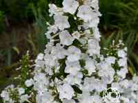 Флокс пирамидальный Шнелавин