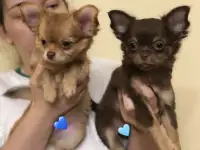 Щенки чихуахуа, фотография 2