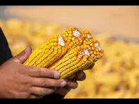 Кукуруза, фотография 2