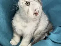 Продам котят. Породы серебристая шиншилла, фотография 3