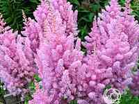 Астильба арендса Америка