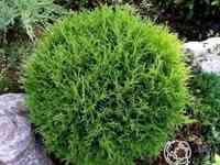 Туя шаровидная Тини Тим