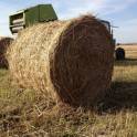 Сено в рулонах, фотография 3