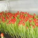 ТЮЛЬПАНЫ ГОЛЛАНДСКИЕ к 8-му марту, фотография 1