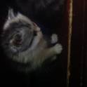 Котёнок, фотография 2
