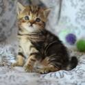 шотландские котята нарядных окрасов, фотография 1