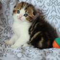 шотландские котята нарядных окрасов