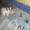 отдам котят