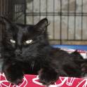 Красавица кошечка в надежные руки!