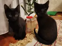 Отдам котят в хорошие руки, фотография 5