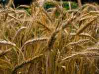 Семена тритикале озимого 