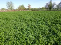 Продаю Семена Люцерны Меркенский район